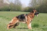 BERGER ALLEMAND 1256